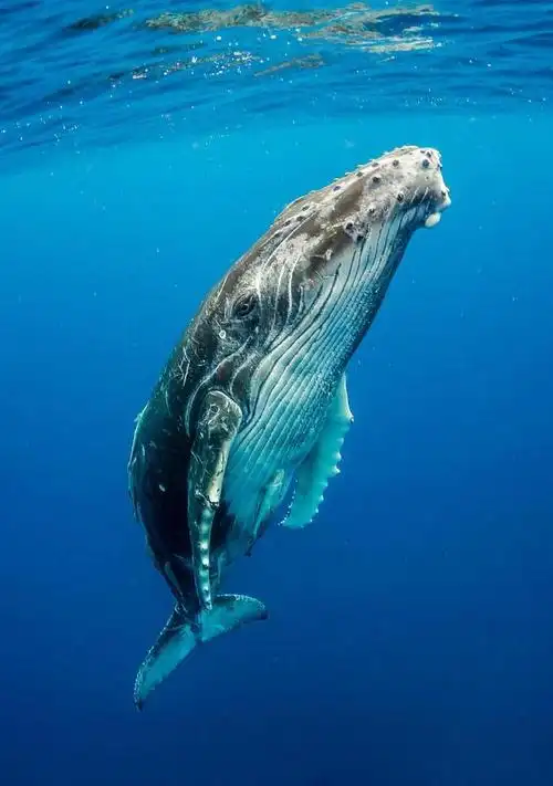 鲸鱼是一种庞大的海洋哺乳动物,它们是海洋生态系统中的重要成员.