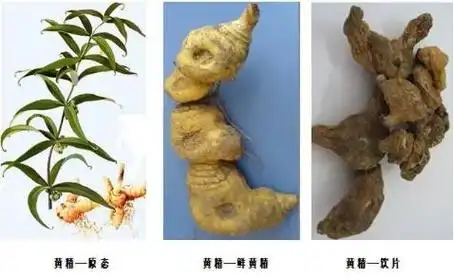 黄精图片黄精的作用与功效