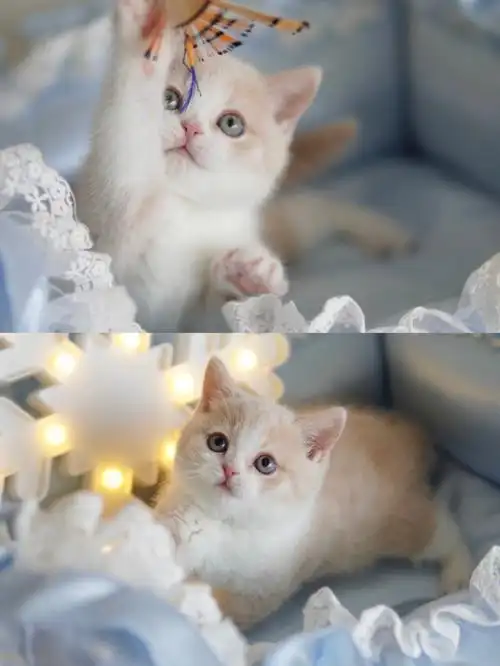 最治愈的猫咪颜色78乳白乳色系英短yyds78