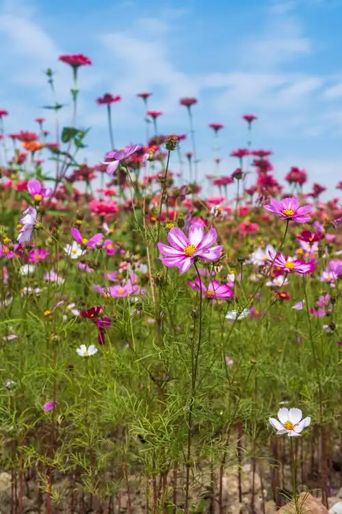 火球花 对叶菊 秋罗 步步登高 不等高 蓝天白云 天空 自然 风景 花草