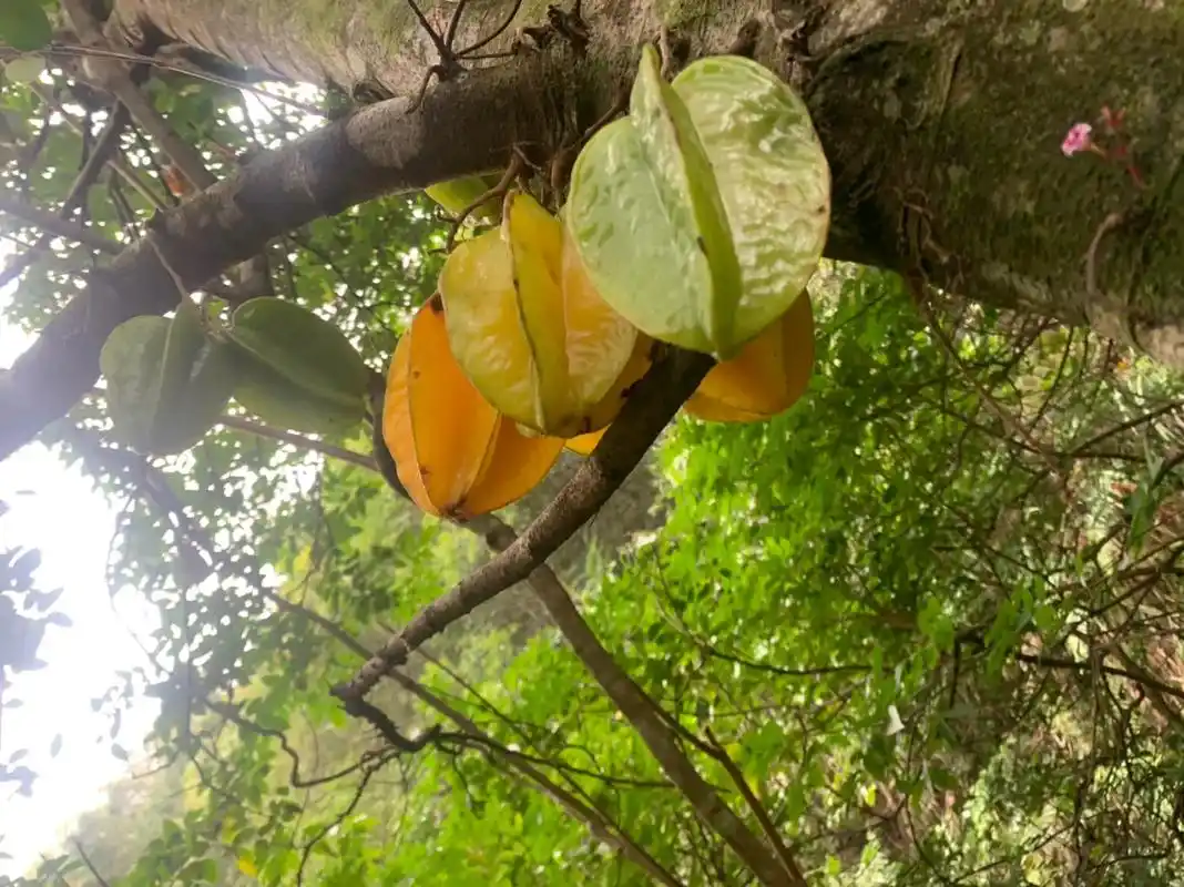 给你们看看杨桃树是长怎么样的,回返小时候 - 抖音