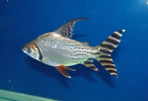 观赏鱼中的飞凤鱼怎么养?