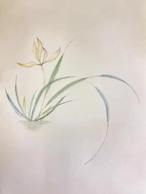 彩铅临摹兰花