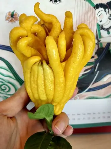 每日一拍佛手果