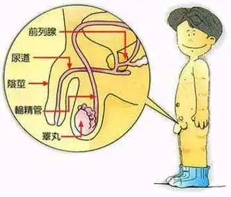 男人下身保健按图行事(图)