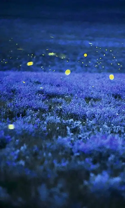 唯美萤火虫星光
