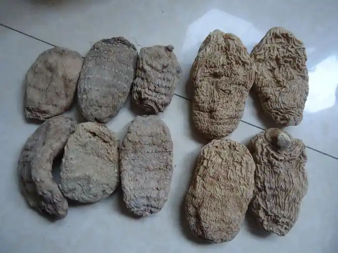 下面是家种天麻和野生天麻的对比照片