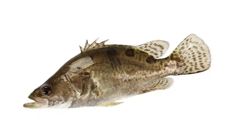 [鳜鱼批发]大量直供鲜活鳜鱼桂花鱼价格23.50元/斤 - 一亩田