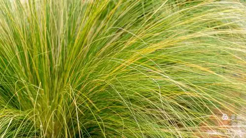 细茎针茅