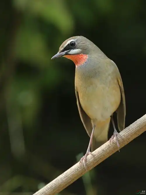 红靛颏--农展 - 鸣禽和攀禽 鸟网
