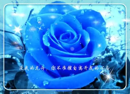 蓝色妖姬唯美带字图片_妖艳迷人的蓝玫瑰