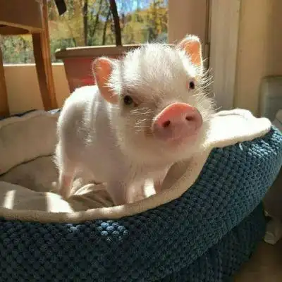 最近很火的猪猪头像