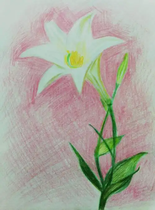 小小鹿教你彩铅入门——萌萌哒百合花和小清新