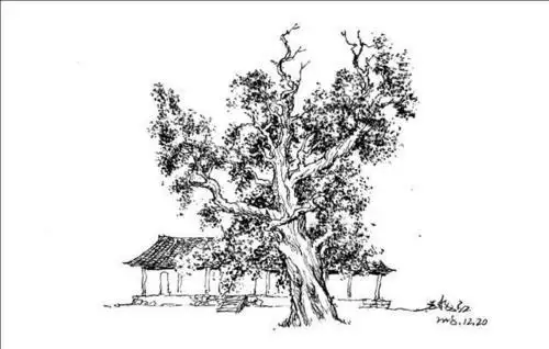 大柏树的简笔画