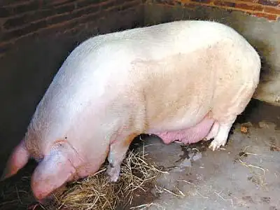 文章内容 >> 寿命最长的猪 中国寿命最长的人答:中国最长寿的人世界上