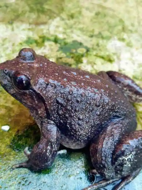 建瓯生态石蛙养殖