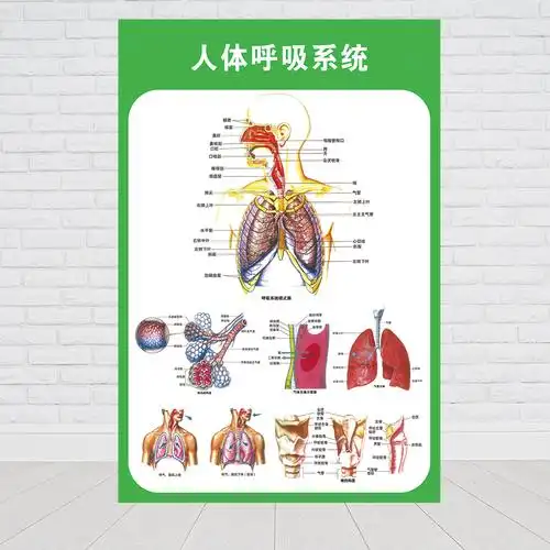 人体九大系统运动消化生殖泌尿神经解剖内脏骨骼肌肉医院医学挂图人体