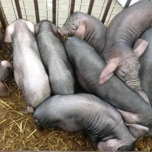 山东太湖原种母猪