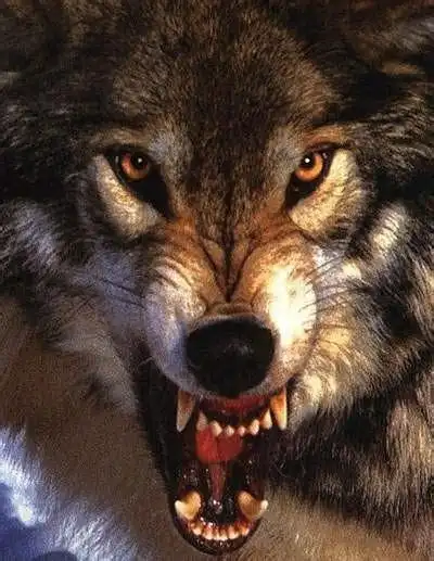 最凶残霸气的狼图片_百度图片搜索