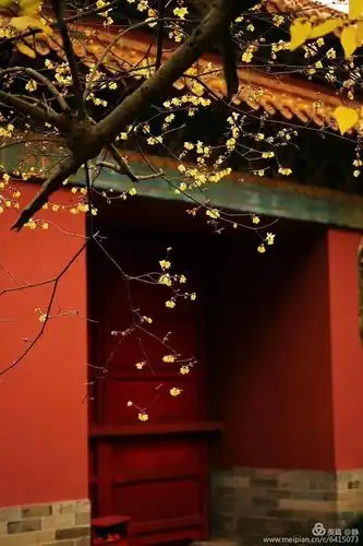 红墙腊梅 - 美篇