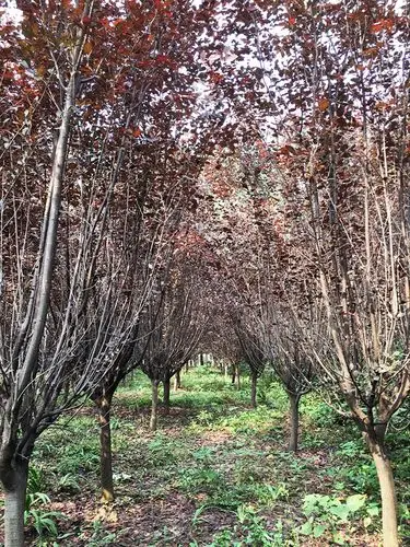 红叶李:是**的色叶树种,孤植群植皆宜,能衬托背景.品质优.