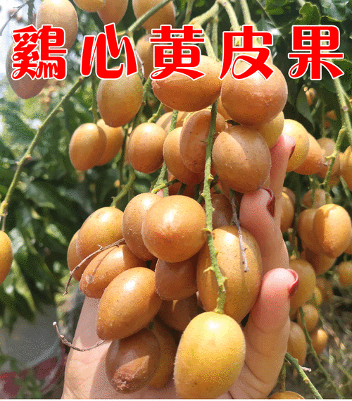 顺丰空运鸡心黄皮果2022头茬鲜果广东新鲜黄皮水果5斤现摘酸甜孕妇