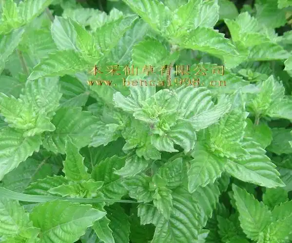 本采仙草有限公司 产品大全 凉茶原料仙人草(仙草凉粉草)仙草粉专业