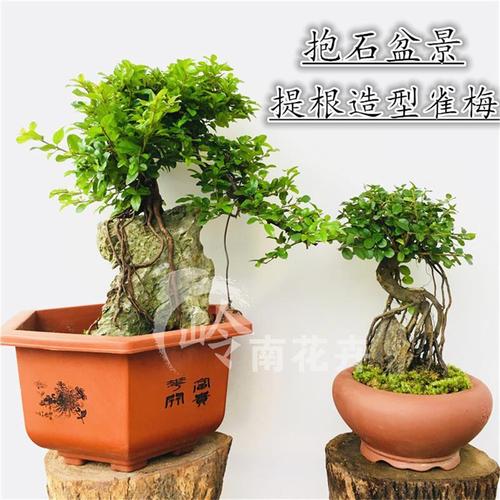 提根雀梅盆景抱石咬石景老桩九里香黄杨开花结果造型四季常青盆景