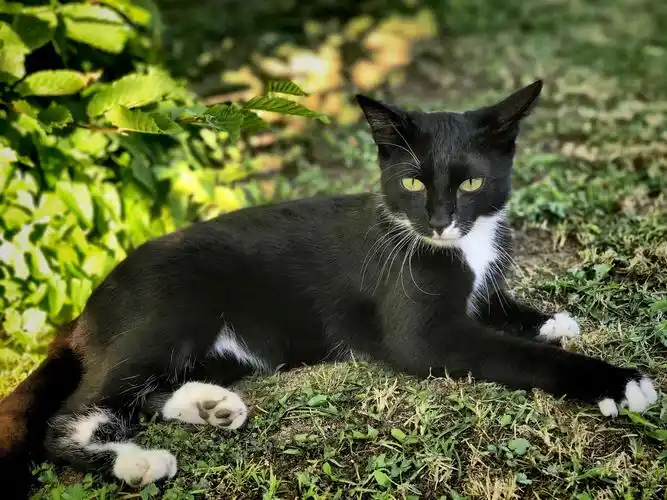 图片大全 动物图片 精神抖擞的黑猫图片 > 精神抖擞的黑猫图片 第6张