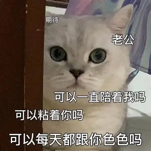 可以一直陪着我吗可以粘着你吗可以每天都跟你色色吗猫猫涩涩表情包