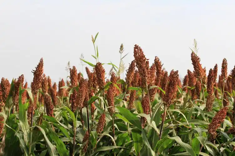 高粱红了酒飘香高粱地里故事多