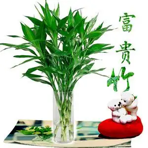 富贵竹包邮图片