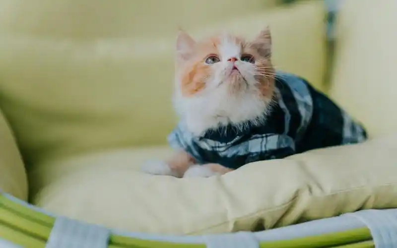 呆萌小猫可爱高清桌面壁纸