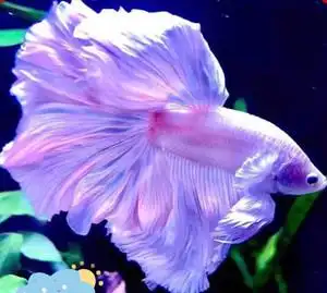 泰国斗鱼将军活体图片