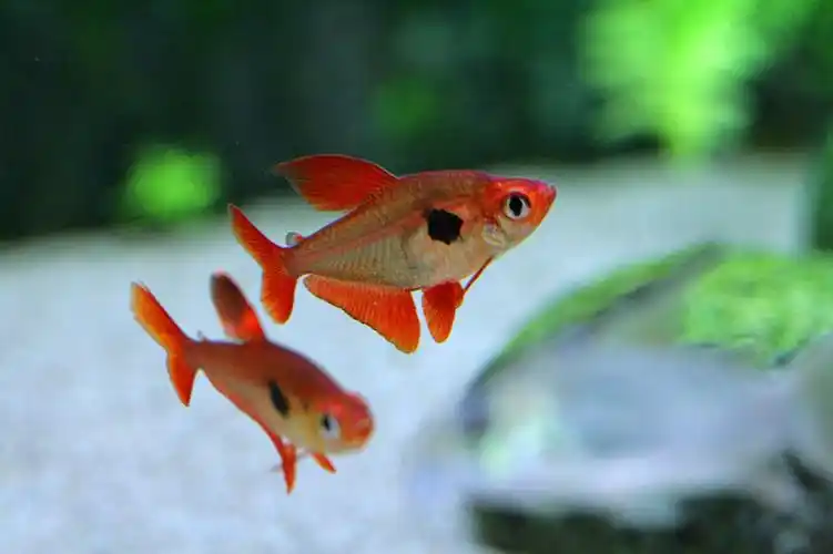 扯旗系列之红衣梦幻旗