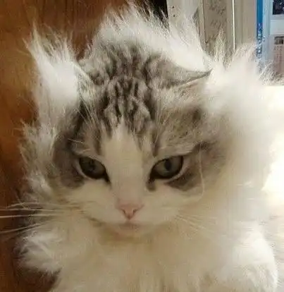 刚起床炸毛的你 ins:barnaby_persian超可爱的生气表情包:气,好气呦