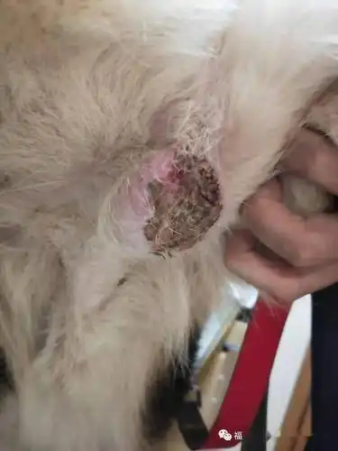 一例犬的阴囊炎的治疗体会