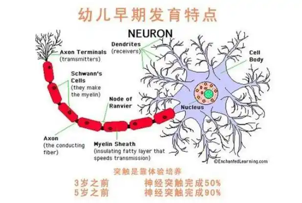 孩子大脑发育期不注重这4点,竟会拉低智商?