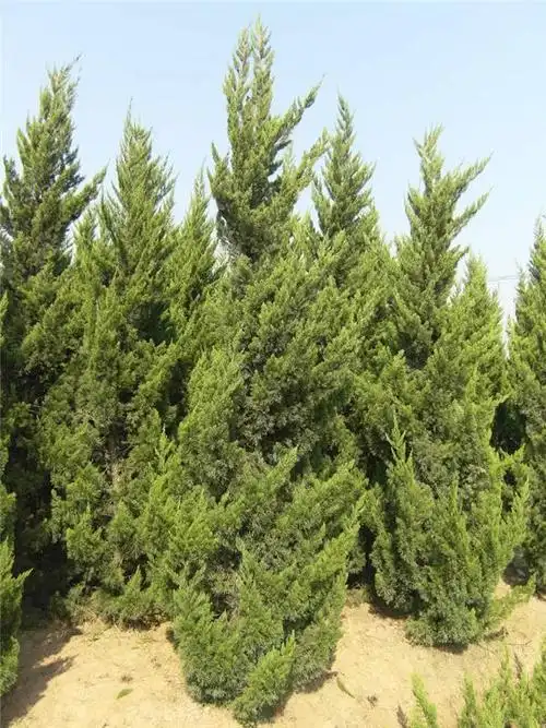 【河南信阳乔木龙柏报价:龙柏球,龙柏树,造型龙柏,小龙柏,侧柏,花柏球