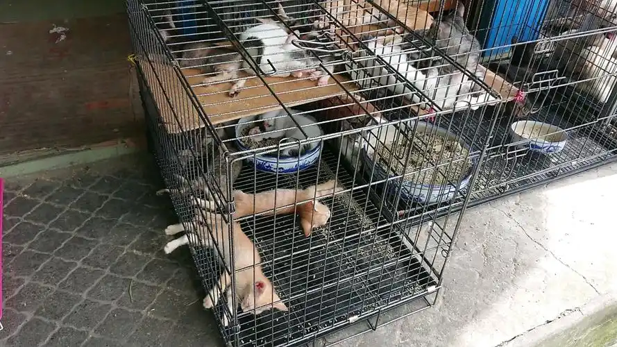 随拍花鸟市场里的小动物们