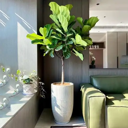 琴叶榕盆栽网红大型真绿植室内植物盆栽室内办公室客厅吸甲醛植物大型