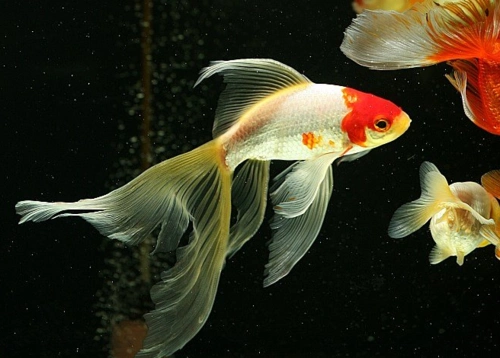 金鱼多图