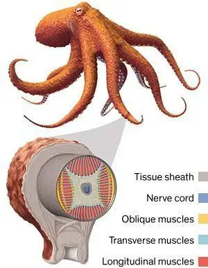 走进章鱼机器人:这条"八爪鱼"指引着软体机器人的未来