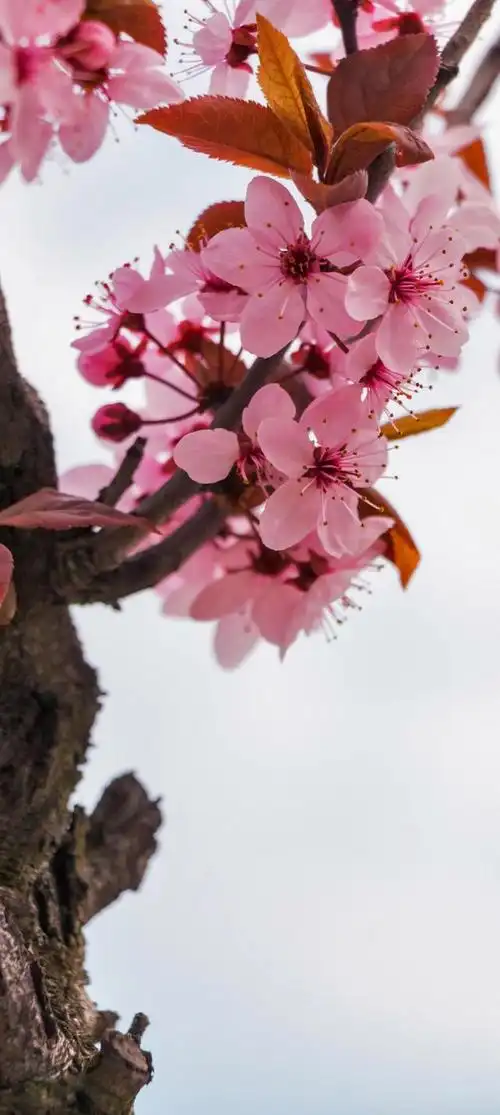 梅花最美的花,送给最美的你,祝你永远