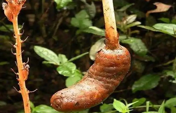 它叫"赤箭",无根也无叶,古代酿酒是宫中珍品,做菜还上了国宴