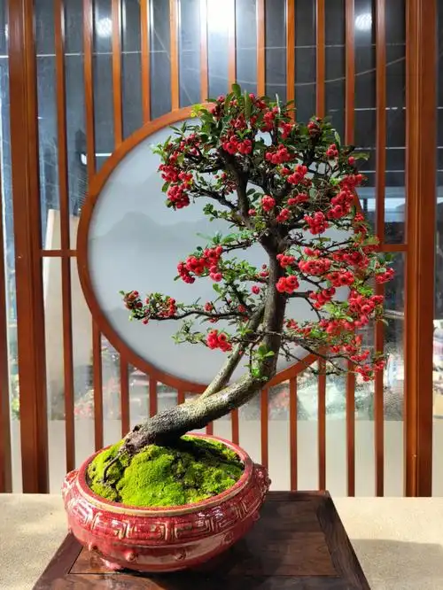 火棘盆景红红火火