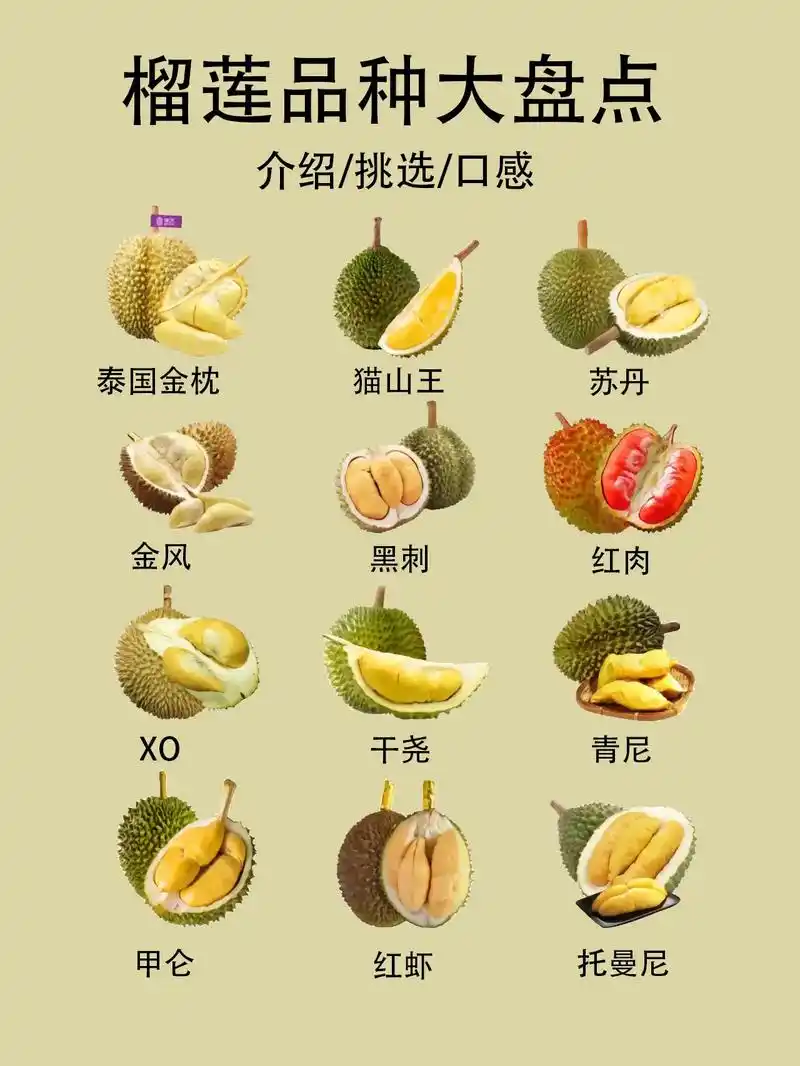教你辨别榴莲品种丨让你不踩坑9099.#科普一下 #榴莲 # - 抖音