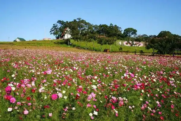 中国10大最美花海,享受遍地开满鲜花的浪漫之美,你会选哪?