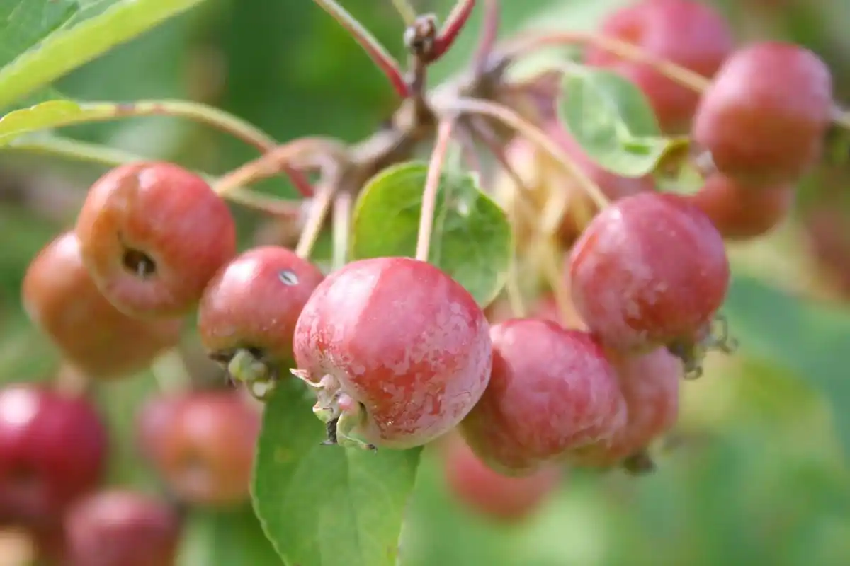 海棠果:可以直接吃的美味果实 海棠果,一种美味且营养丰富的水果,近年