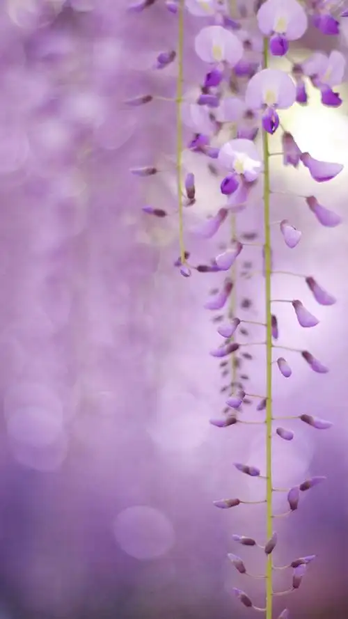 烂漫紫丁香高清手机壁纸